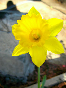 http://picasaweb.google.com/0odewdropso0/FoodiesV2/photo#5167895571858228578