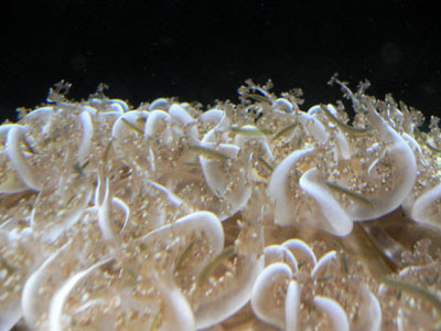 upside down jellyfish, melbourne aquarium