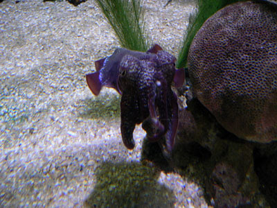 purple, cuttelfish, melbourne aquarium