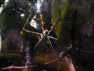 Stick insect, melbourne aquarium