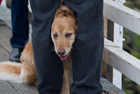 Dog between legs
