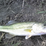 Amber Sea Devils brought this bass in.