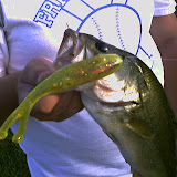A nice bass caught on a Chartreuse SOLO.
