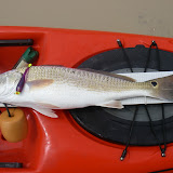 Larry's redfish on the new Plumtreuse Sea Devil
