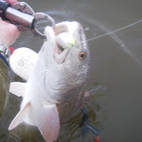 Redfish sure do love the action of the SOLO.  Brian Little got this one on a Pearl/Chartreuse SOLO.