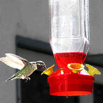 Backyard Hummingbird Feeding At The Backyard Hummingbird Feeder