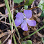 itty bitty Periwinkle