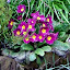 Primrose