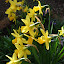 Narcisistic Daffodils