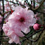 Wobbly trunked Prunus 
