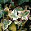 Sulking Ivy