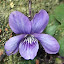 Sweet Violet