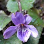 Sweet Violets