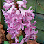 Common Hyacinth