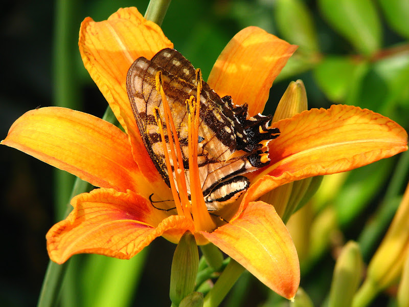 IMAGE: http://lh5.google.com/JPeacott/R2CQXFboQTI/AAAAAAAADnY/pwxrntHiaAI/s800/IMG_0274.JPG