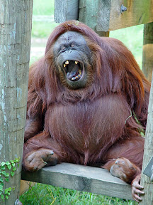 Blonde Orangutan