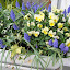 Karin's Balcony garden