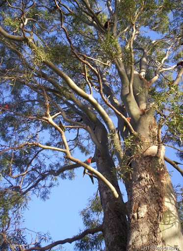 lorikeet season at bribie island