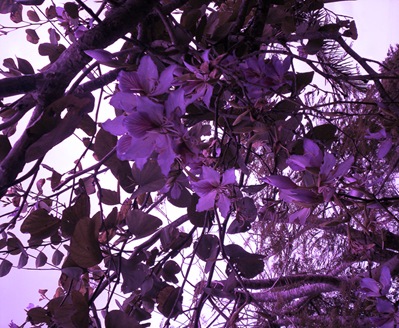 100_0230_cropped