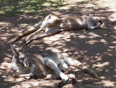 AustraliaZoo_24_10_2007 097