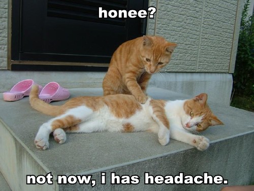 honee not now i has headache