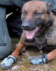 http://lh5.google.com/LisaSmirnoff/R8X-vojFGYI/AAAAAAAAEFo/NBbs1pIB02Y/dogs%20wearing%20boots.jpg?imgmax=144