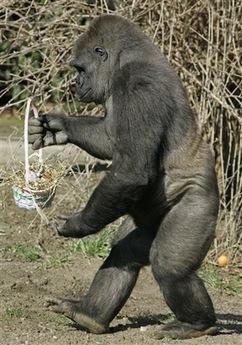 gorilla