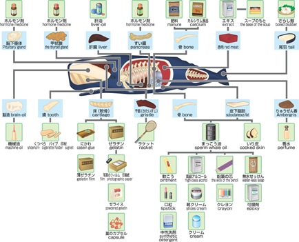 Продукты из кита