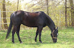 Mikey Grazing
