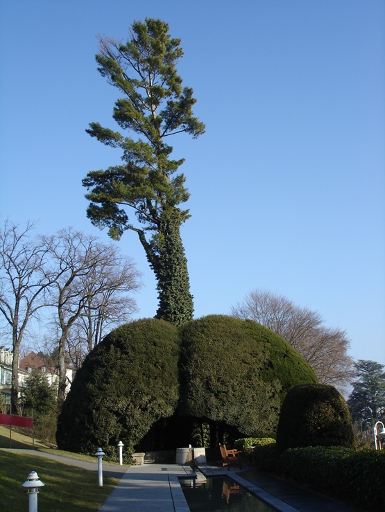 Lausanne tree