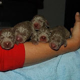 Album puppies born Pecunia