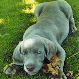 Puppy Gallery