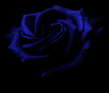 Blue dark rose