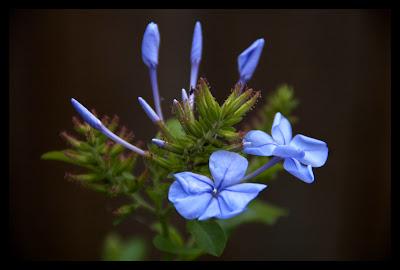 Blue plant that kelly loves