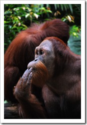 orangutan