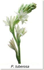 Tuberose Flowers on Leese But Their Show  Their Substance Still Lives Sweet