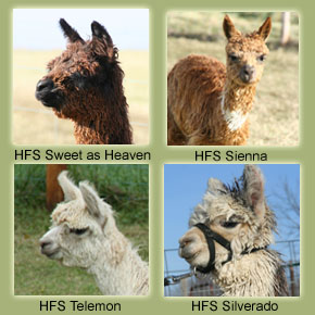 Show Alpacas