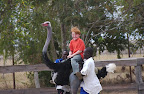 Robbie on the ostrich
