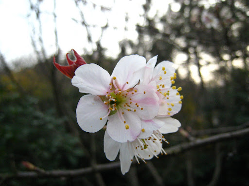 http://lh5.google.com/anikox/R-BsTyBpOLI/AAAAAAAABm8/Gk0pRhld1Ug/IMG_2013.JPG?imgmax=512