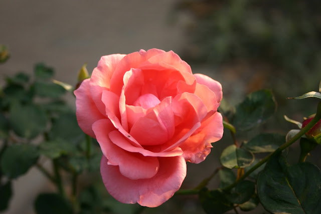http://lh5.google.com/anikox/RzfrizP-1xI/AAAAAAAABX4/jC-4litY6BI/IMG_0166.jpg?imgmax=640