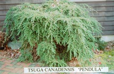 Tsuga canadensis 'Pendula' Tsuga canadensis 'Pendula'