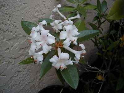 Rhododendron 'Princess Alexandra'