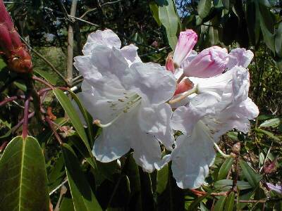 Rhododendron fortunei spp. discolor in Westport Point, MA