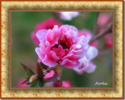 花開富貴