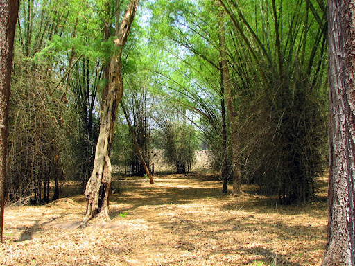 In vettathoor forest