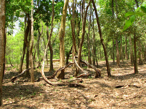 In vettathoor forest
