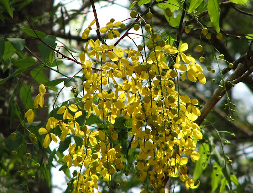 Kanikkonna in forest