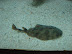 Peces del Acuario Peces del Acuario