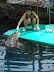 Alimentando a los delfines Alimentando a los delfines