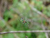Aracnia Aracnia